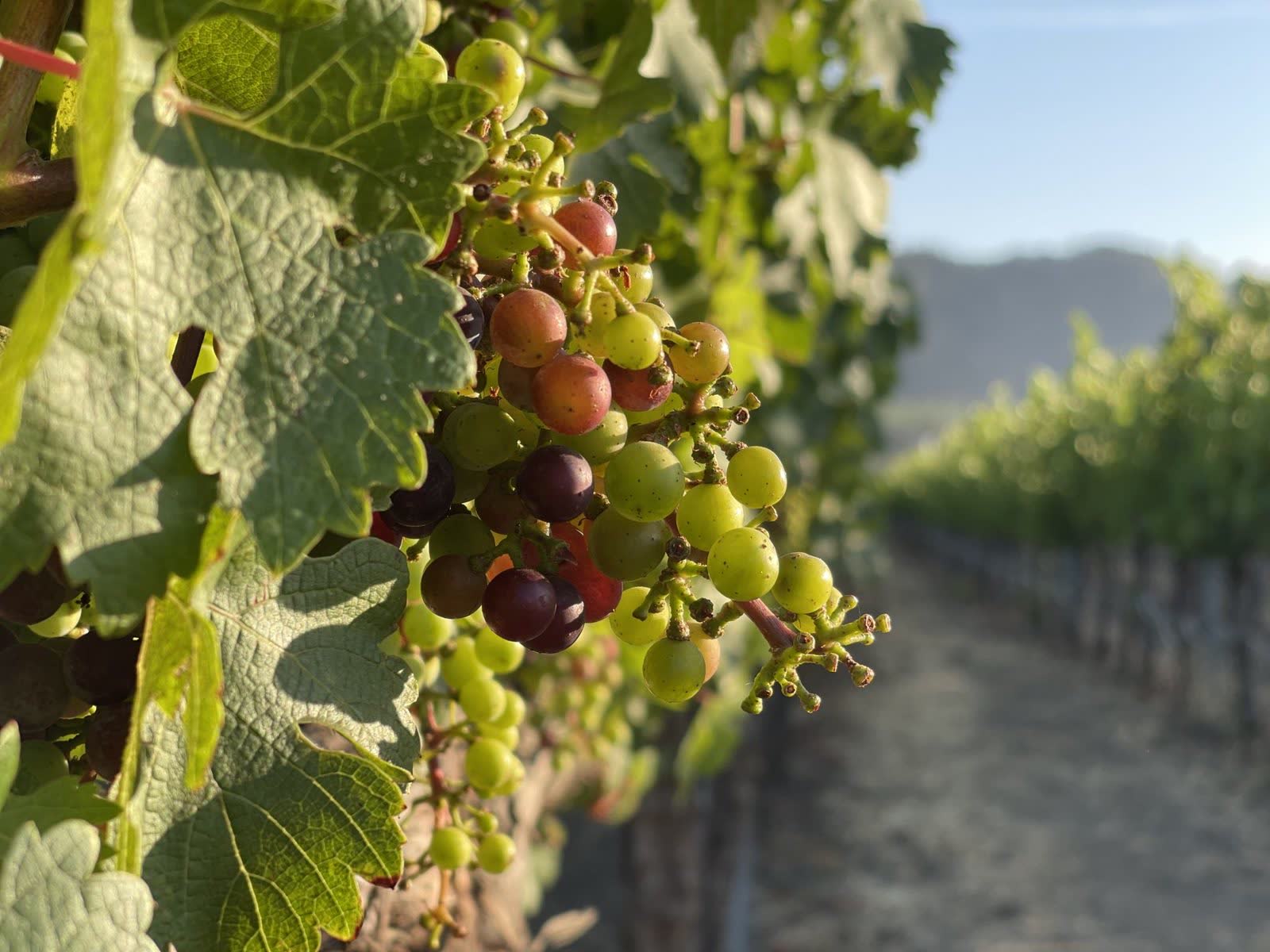 Cluster of ripe grapes on the vine, with vineyard rows stretching toward the mountains