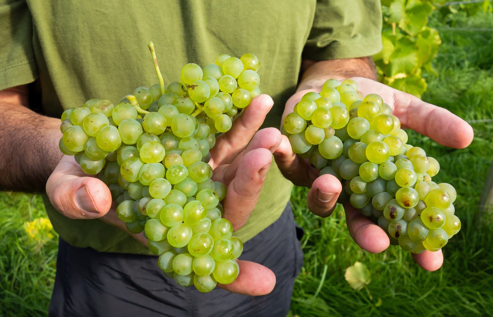 Hands holding freshly picked bunches of white grapes in the vineyard