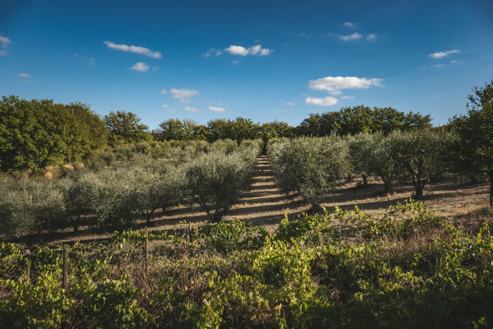 Olibo — Olivícola (oleoteca), Produção em Lavalle, sala de degustação no centro de Mendoza