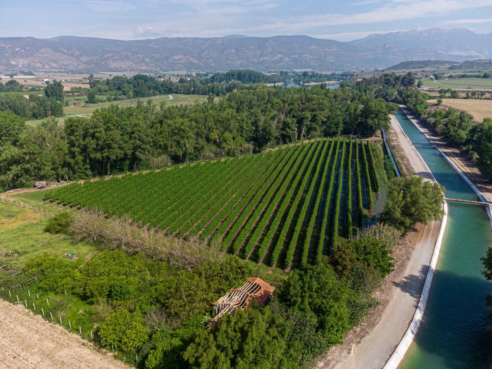 Aerial view of a Uco Valley vineyard beside an irrigation canal, with the mountains behind it